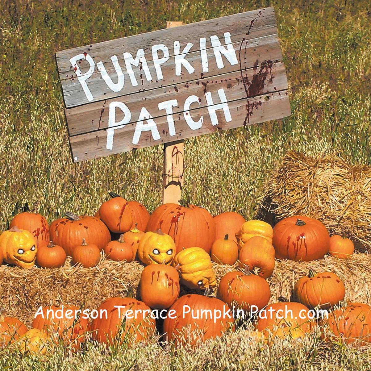 Anderson Terrace Pumpkin Patch 365 Things to Do in Austin, TX