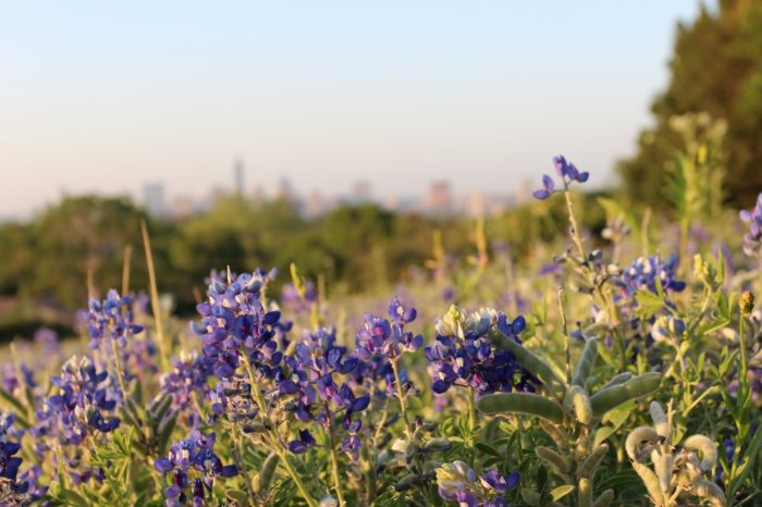 Rollergirls-house-flyboarding-bluebonnets-304-1-1024x6822-2-e1490057781695